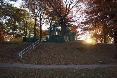 Sun shining through trees