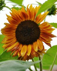 Close-up of sunflower blooming outdoors