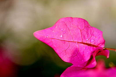 Close-up of pink rose flower