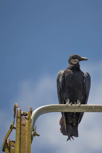 Low angle view of bird perching on metal against sky