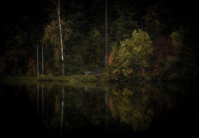 Scenic view of lake by trees in forest