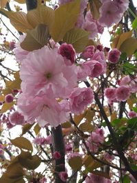 Close-up of pink flowers blooming on tree