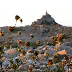 Close-up of flowering plant against clear sky