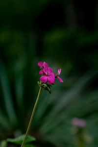 Close-up of pink flowering plant