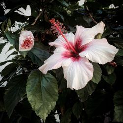 Close-up of pink flowers