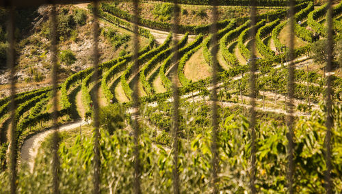 Scenic view of agricultural field