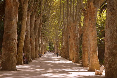 Footpath amidst trees in forest