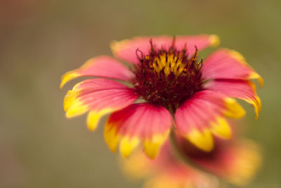 Close-up of flower blooming outdoors