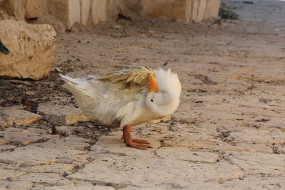 View of a bird on field