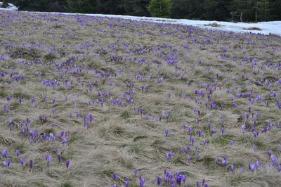 Purple flowers blooming on field