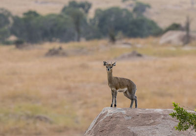 Klipspringer standing on rock at serengeti national park