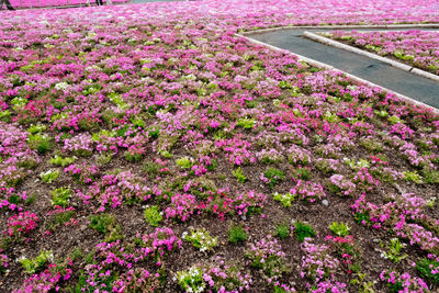 High angle view of pink flowering plants in park