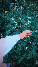 Midsection of person touching fruit plants