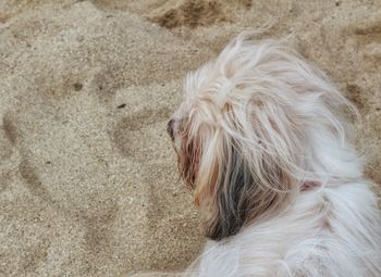Close-up of dog sitting outdoors