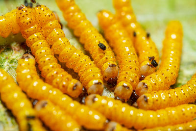 Close-up of red-hump caterpillars devouring a leaf.