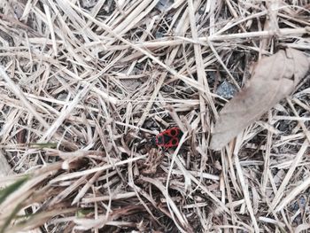 Close-up of spider on ground