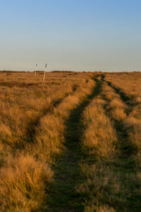 Scenic view of grassy field against clear sky