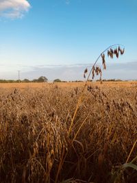 Scenic view of wheat field against sky