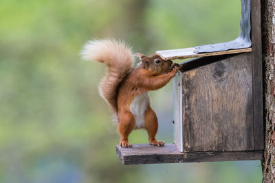 Close-up of squirrel on tree