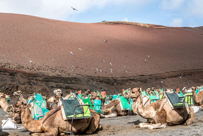 View of sheep on sand