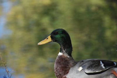 Close-up of a duck