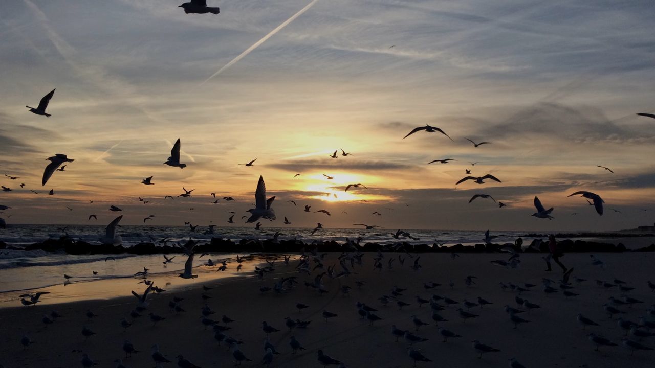 bird, flock of birds, animal themes, animals in the wild, flying, wildlife, sky, sea, beach, silhouette, water, horizon over water, cloud - sky, shore, sunset, nature, seagull, beauty in nature, outdoors