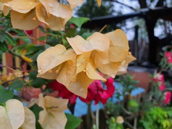 Close-up of yellow flowering plant