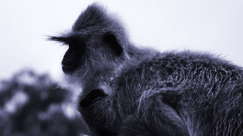 Close-up of a monkey looking away