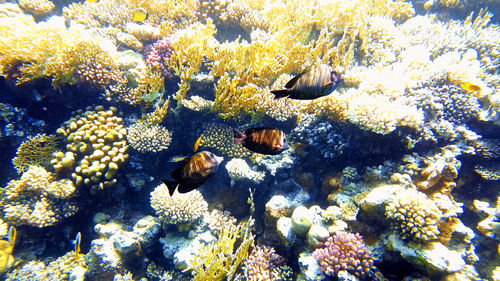 Close-up of fish swimming in sea