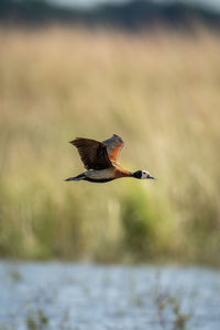 Bird flying over lake