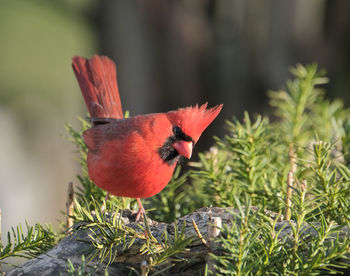 Northern cardinal