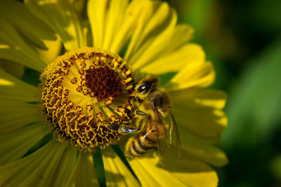 Bee pollinating on flower