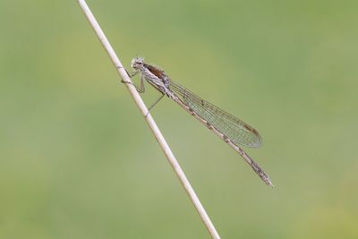 Close-up of dragonfly