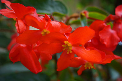 Close-up of red flowers