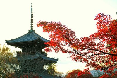 Low angle view of trees