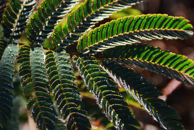 Close-up of fresh green plant