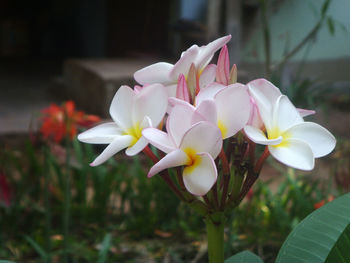 Close-up of white flowering plant