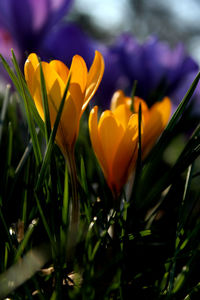 Close-up of yellow flowering plant on field