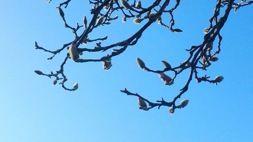 Low angle view of bare trees against blue sky