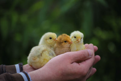 Cropped image of hand holding bird against blurred background