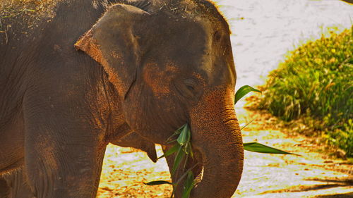 Close-up of elephant in lake