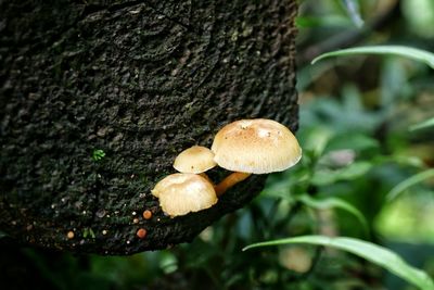 Mushrooms growing in forest