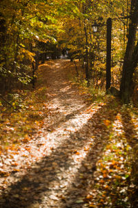 Footpath in forest