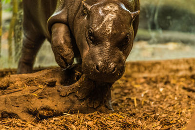 Close-up of horse in a field