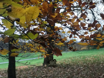 Close-up of autumn leaves on tree