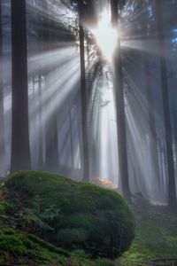 Sun shining through trees in forest