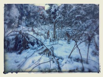 Snow covered trees against sky