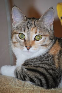 Close-up portrait of tabby cat