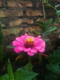 Close-up of pink flower blooming outdoors