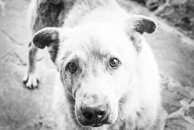 Close-up portrait of dog